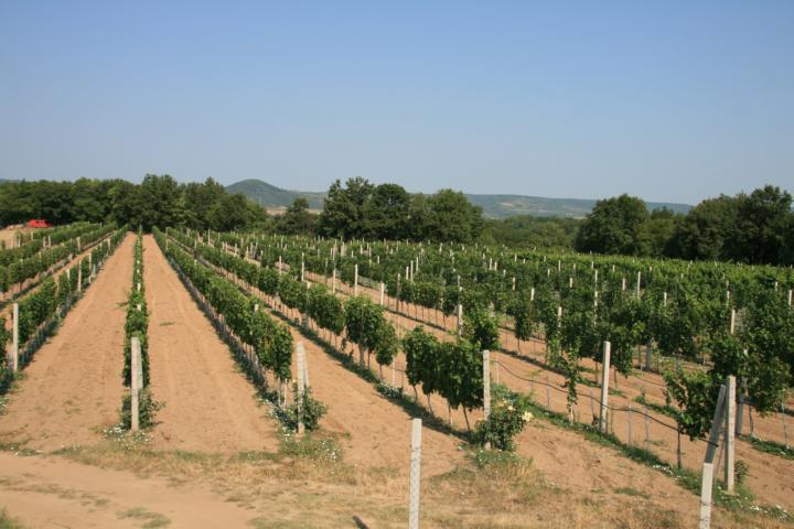 Domaćinstvo Jović